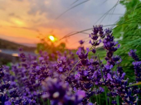 sunset, violet flowers in the foreground